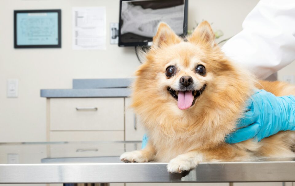 Happy Dog at Veterinary Office