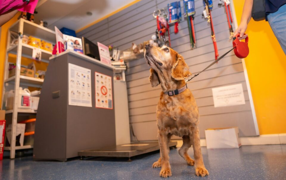 Veterinary clinic, a dog waiting to be treated at the entrance on the leash