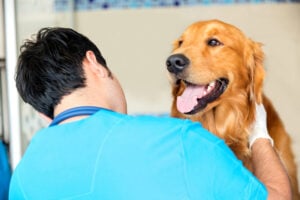 Sell My Veterinary Practice