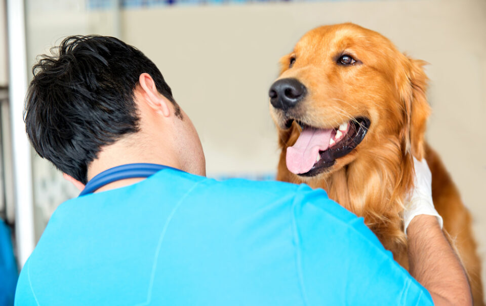 Sell My Veterinary Practice