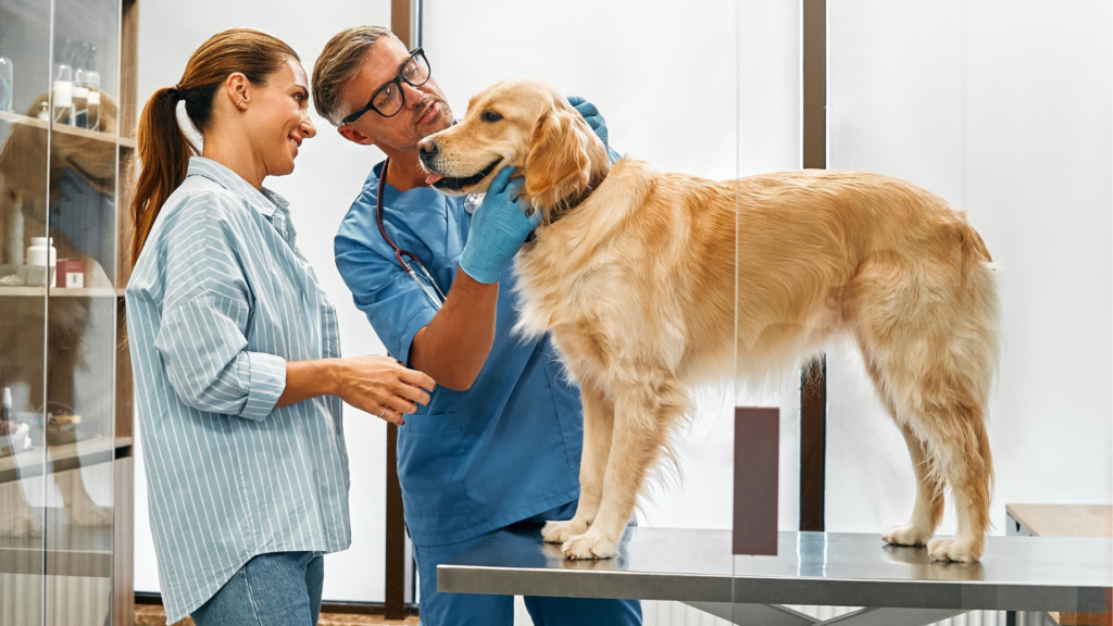 veterinary practice transitions