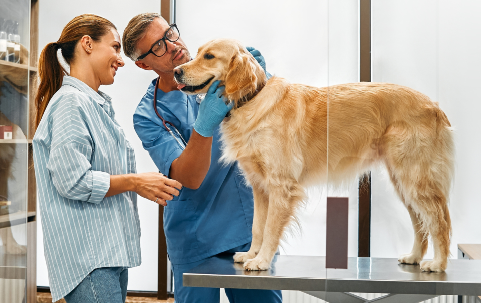 veterinary practice transitions