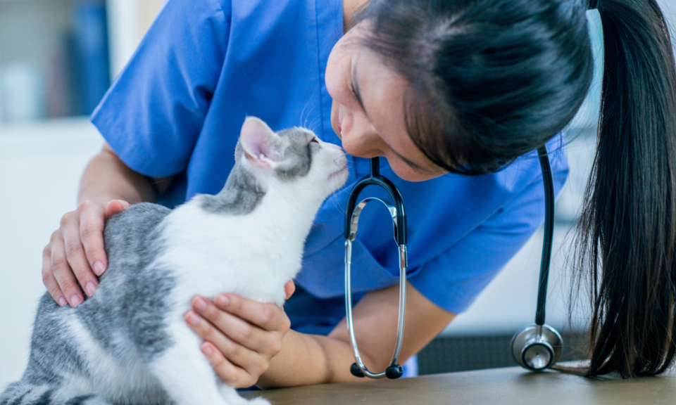 Selling Veterinary Practice Texas