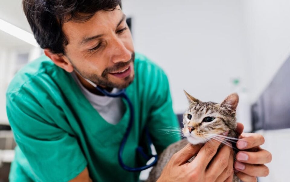 Buy a Veterinary Practice