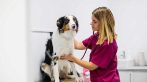 Buying a vet clinic