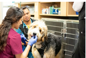 veterinary practice acquisition