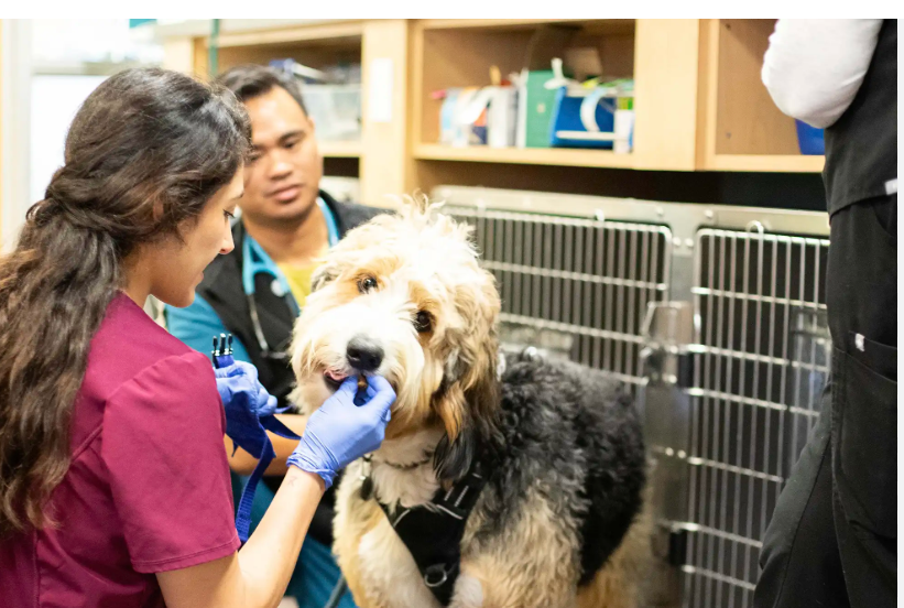 veterinary practice acquisition