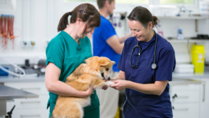 Veterinary Practice
