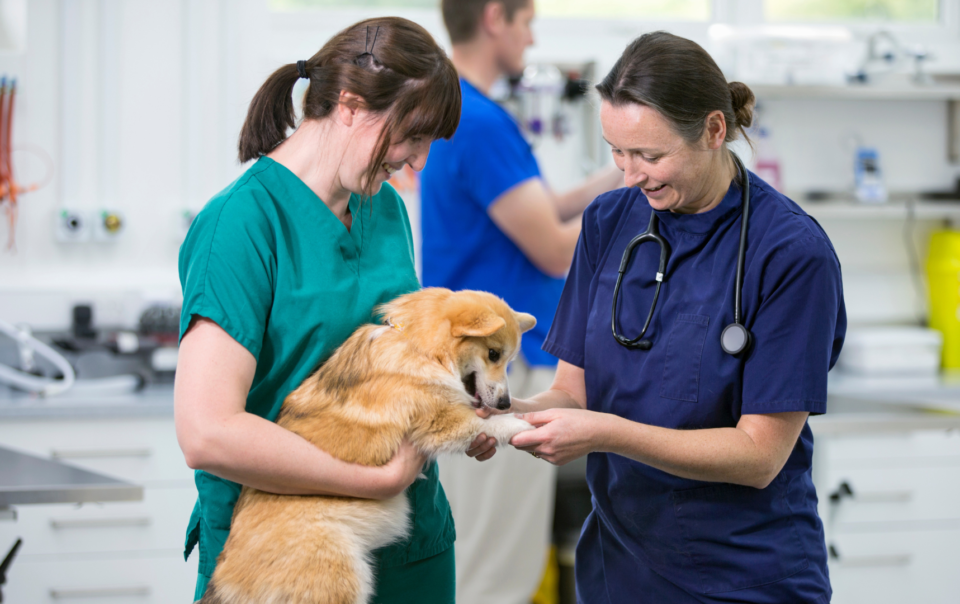 Veterinary Practice