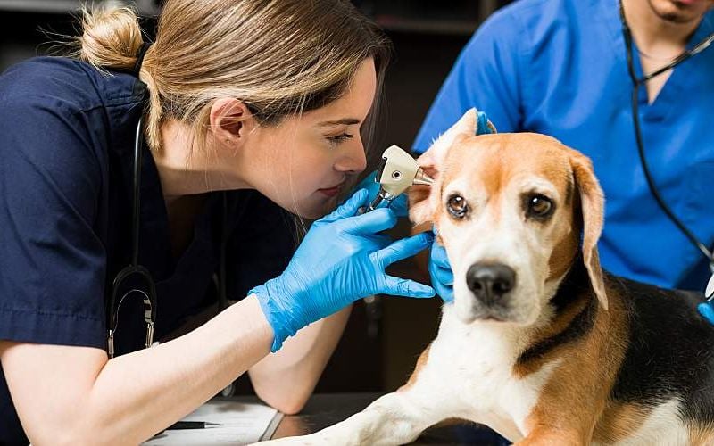 Veterinary Practice