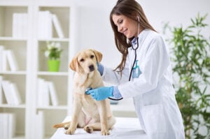 sell my veterinary practice