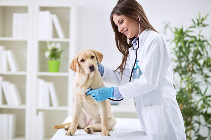 sell my veterinary practice