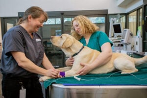 how to evaluate a veterinary practice