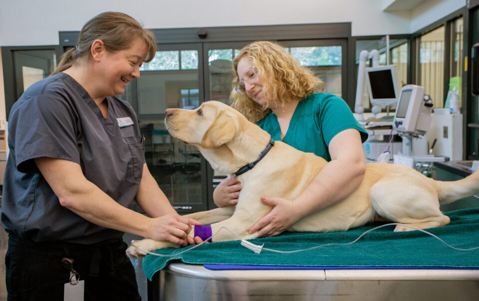 how to evaluate a veterinary practice