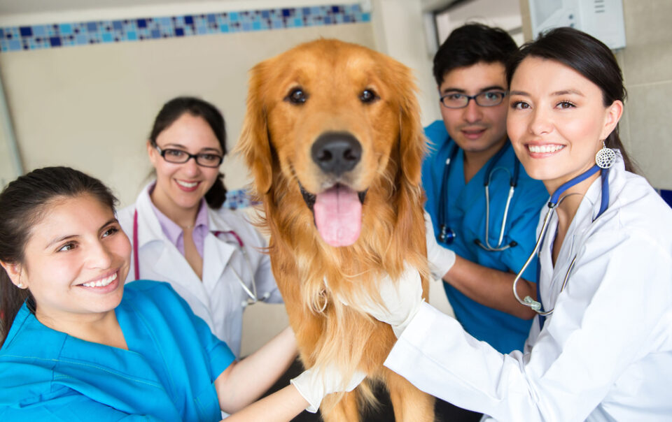 veterinary practice transition plan