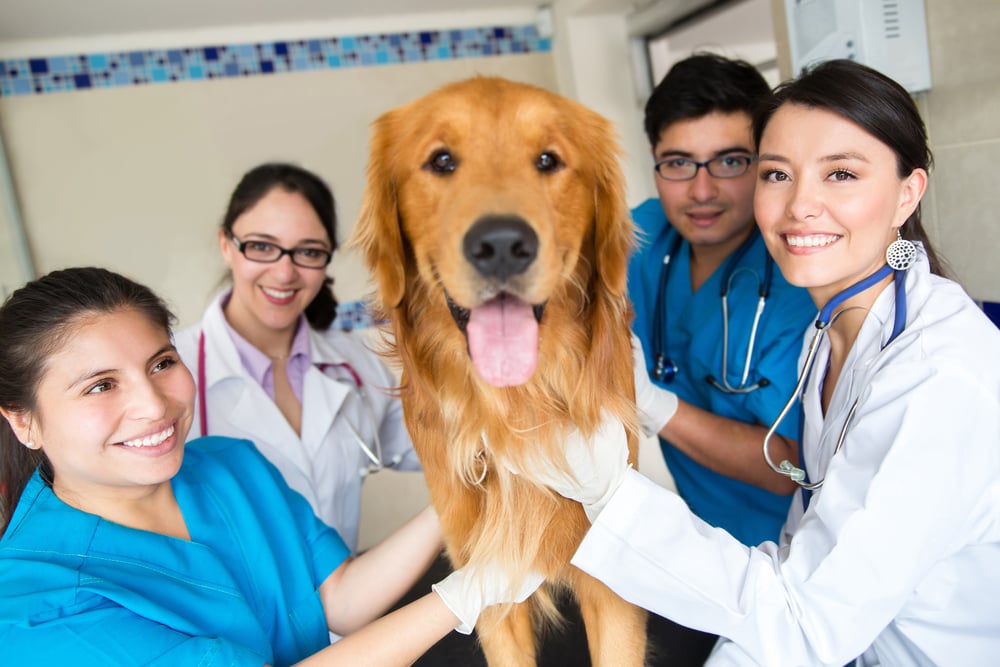 veterinary practice transition plan