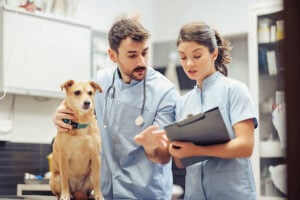 veterinary practice sales