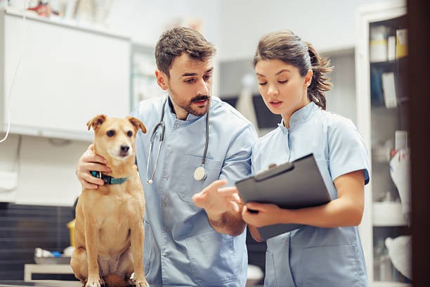 veterinary practice sales
