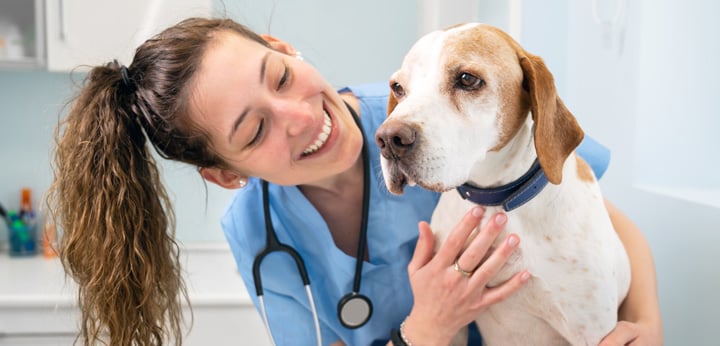 veterinary practice transitions