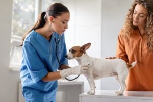 Veterinary Practice Purchase