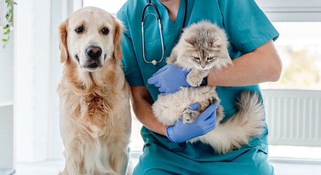 veterinary practice valuation